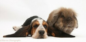 Basset Hound Puppies Wallpaper Puppy Pictures