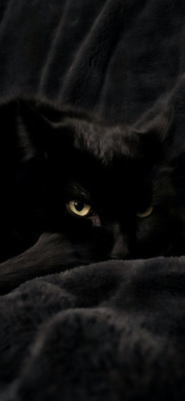 Cat Wallpaper For iPhone Pro Max X