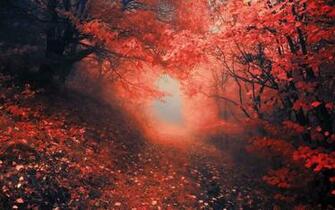 Forest Path Trail Leaves Red Autumn Fall Color Wallpaper Background