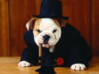 Funny Bulldog Facts Pictures And Cute Animals