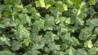 Hedera Helix English Ivy