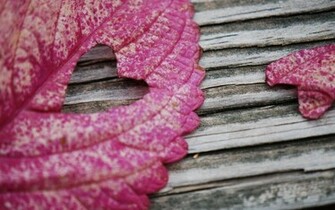 Share The Post Love Leaf Heart HD Wallpaper
