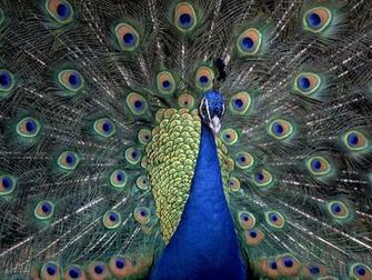 Animals Indian Blue Peacock Desktop Wallpaper Nr