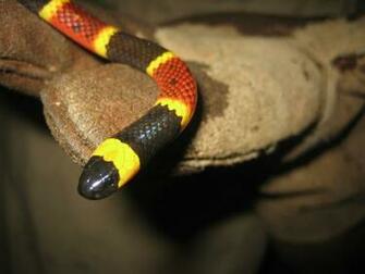 Poisonous Snakes