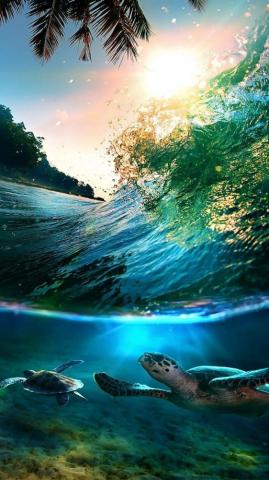 Turtle Wallpaper