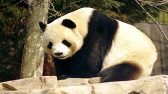 Panda Bear Wallpaper Giant Picture1366x7682258 Jpg