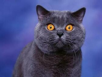 Eyes Cat Wallpaper Image Paos Pictures And Background For