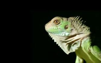 Iguana HD Wallpaper