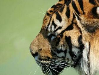 Siberian Tiger Pictures My