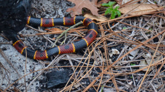Identify Venomous Snakes In Florida Hikes