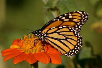 Monarch Butterfly HD Wallpaper Hivewallpaper