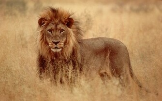 Lion Desktop Background Wallpaper HD