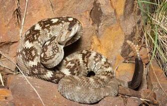 Wallpaper Look Snake Rattle Rattlesnake Image For Desktop