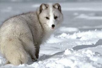 Wolves Desktop Wallpaper Picture Collections