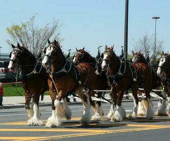Clydesdale Horse Christmas Wallpaper