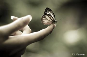Butterfly In Hand Wallpaper On