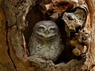 Baby Owl Wallpaper Pictures