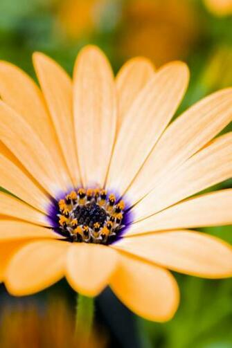 Orange Flower iPhone 4s Wallpaper iPad