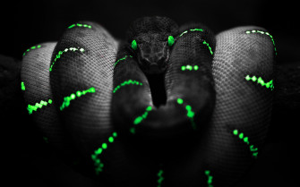Dark Animals Wallpaper
