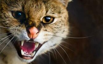 File Name Angry Jpg