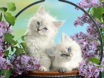 Basket Of Small White Fun Cat Wallpaper Pre 10wallpaper