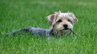 Dog HD Wallpaper Background Image Id