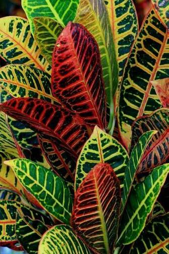 Croton Petra Plant So Beautiful Yard Gardening Plants For