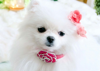 Pink Puppies Wallpaper