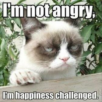 Tagged With The Best Of Grumpy Cat Pics