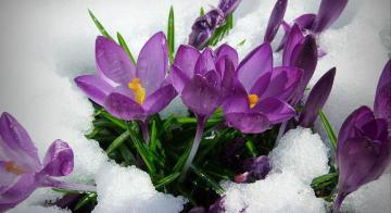 The Slow Thaw Of A New England Spring Cognoscenti