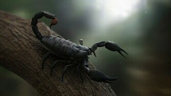 Scorpion Computer Wallpaper Desktop Background Id