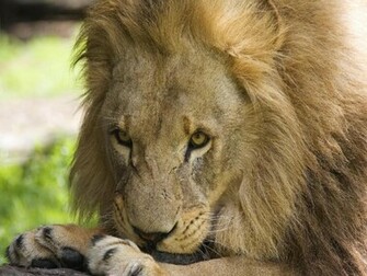 Lion Wallpaper 3d Nature