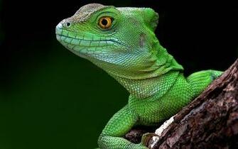 On October By Stephen Comments Off Lizard HD Wallpaper