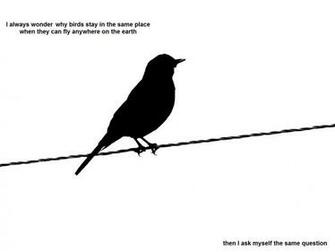 Bird Wallpaper Black And White Image Pictures Becuo