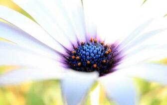 White Purple Flower Wallpaper HD
