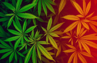 HD Weed Wallpaper 1080p
