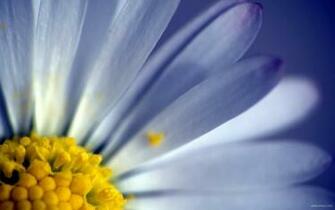 Flower Widescreen Wallpaper