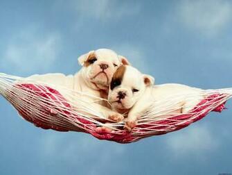 Spring Desktop Background With Puppies Wallpaper HD