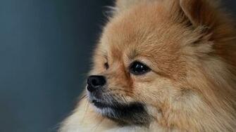 Pomeranian Puppies Puppy HD Photos Animals Wallpaper