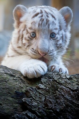 Beautiful White Tiger Cubs Wallpaper Global