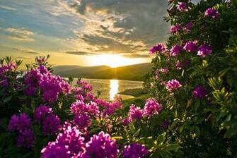 Sunset Spring Flower Wallpaper Vilage