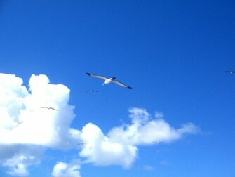 Seagull Wallpaper Gutobio