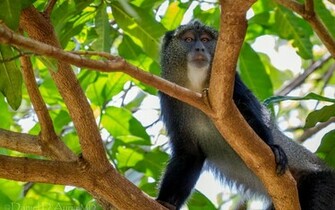 Monkey Computer Wallpaper Desktop Background Id