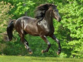 Horses Dom Animals HD Desktop Wallpaper