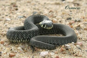 Black Mamba Snake High Definition Wallpaper Cool Nature