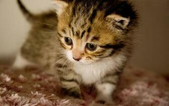 Desktop Cute Baby Image With Animals Wallpaper