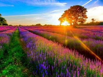 Lavender Field Wallpaper