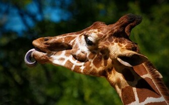 Giraffe Wallpaper