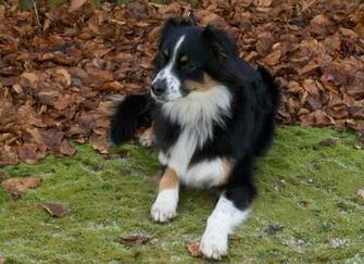 Australian Shepherd Autumn Photo And Wallpaper Beautiful
