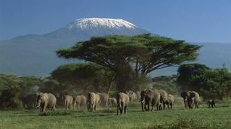 Elephant Herd Wallpaper